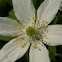 Wood anemone