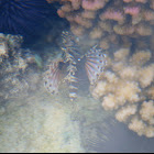 Lion fish