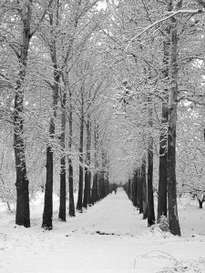 téli sétány fákkal
