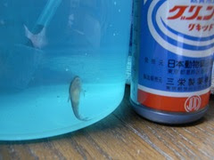 [最も人気のある！] メチレンブルー 薬浴 214284-メチレンブルー 薬浴 期間
