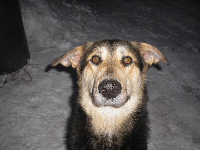 kutyi%20023.jpg