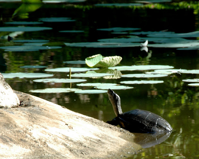 DSC_2263.JPG