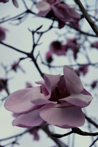 Magnificent Magnolias?