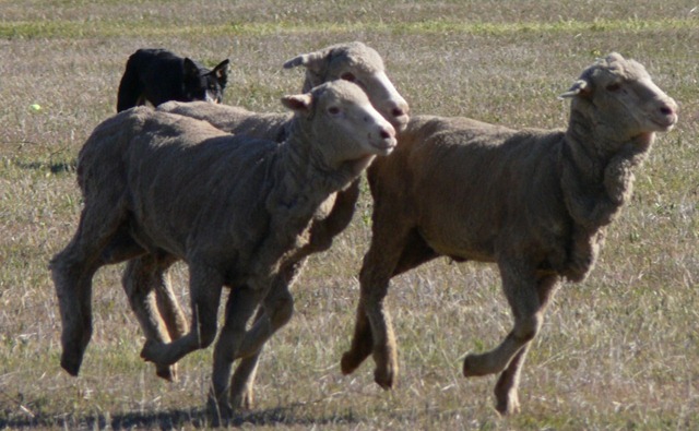 [trim sheep[3].jpg]