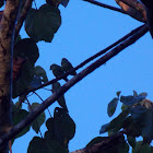 Cobalt-Winged Parakeet
