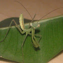 Praying Mantis / common green mantid / giant mantid