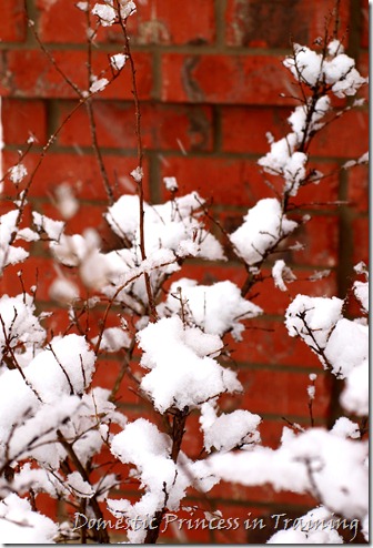 snow, vdaycards, primrose 2.10 092