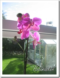 orkide 003