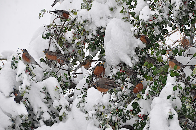 robins in snow dining on holly berries