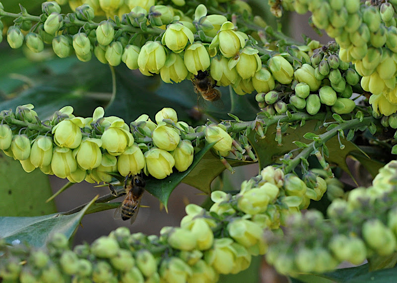 busy bees in Mahonia blossoms