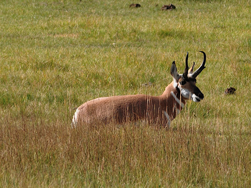 antelope male
