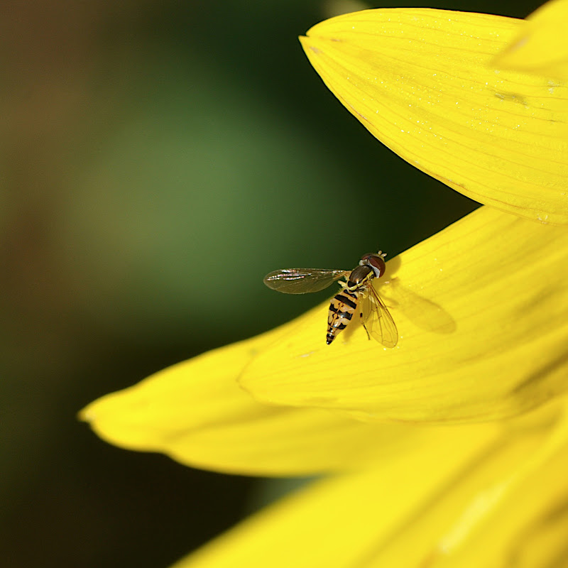 hoverfly on sunflower