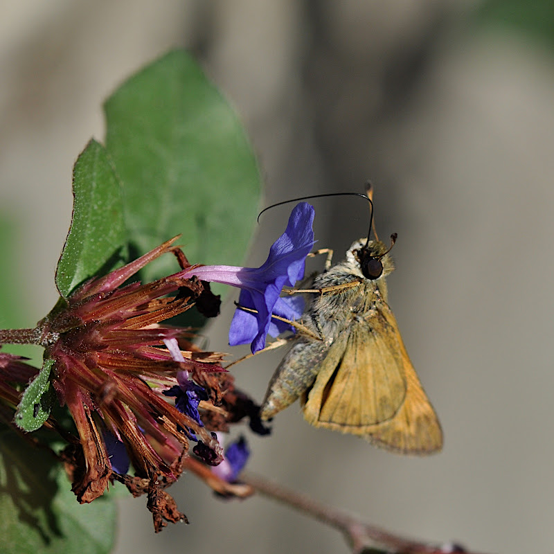 skipper finished getting nectar from flower blossom