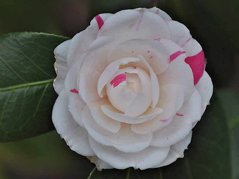 white camellia with a touch of pink