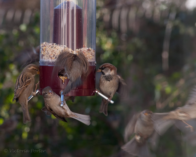 English (house) Sparrow feeding frenzy