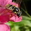 Robust Syrphid