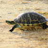 Peninsula Cooter Turtle