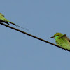 Little Green Bee-eater