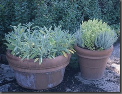 Garden-herbs