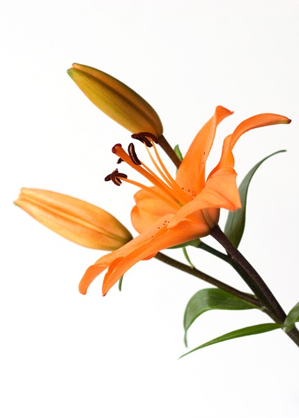 orange-daylily