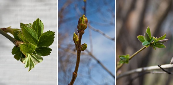Signs-of-spring-triptych
