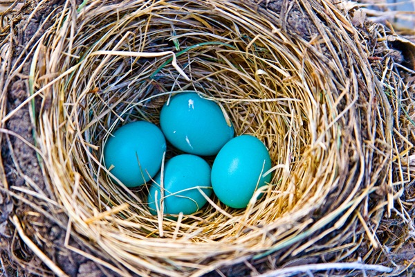 robin-eggs