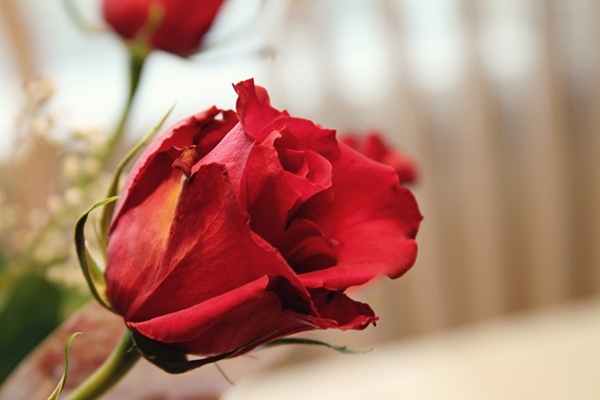one valentine rose