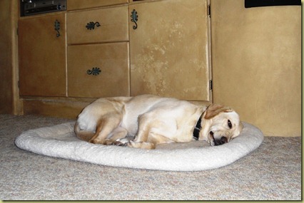 Reyna is exhausted and she is asleep on her dog bed.  What a day!