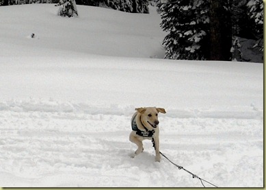 Reyna running like crazy in the snow with a huge smile on her face and her ears flapping.