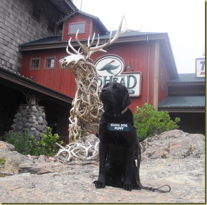 Sheba sitting outside of the Bass Pro Shop on a rock with a deer antler statue behind her.