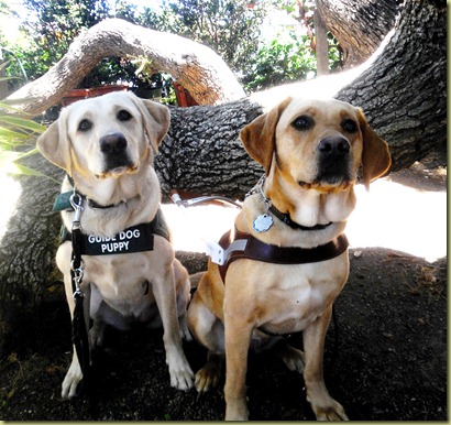 Wendy and Reyna sitting in front of an oak tree both with very expressive faces.  Oak tree branches are in the background.