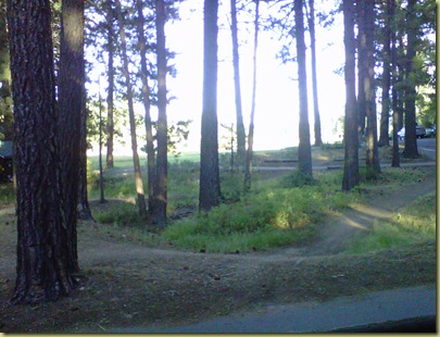 Photo of the tall trees and pathways.