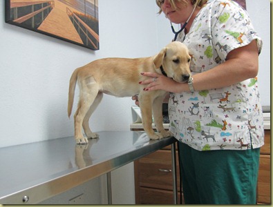 Vienna stands still on the exam table while the vet listens to her heart.