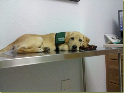 Vienna gets tired and she lays down on the exam table, still waiting.