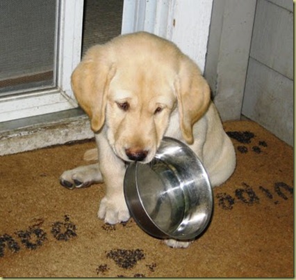 Reyna when she was a puppy sitting on the deck with her stainless steel bowl in her mouth telling us she thinks it's time to eat!