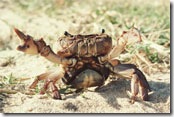crab2