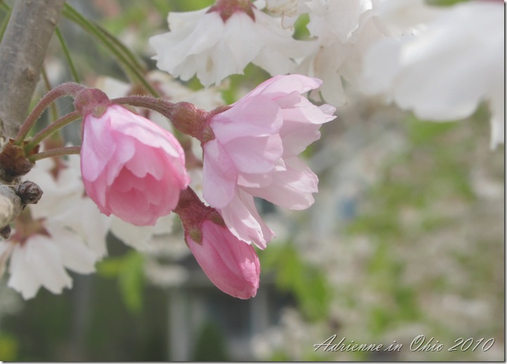 weeping cherry blossom photo by Adrienne Zwart