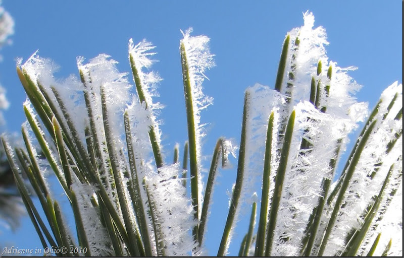 frosty pine needles photo by Adrienne Zwart