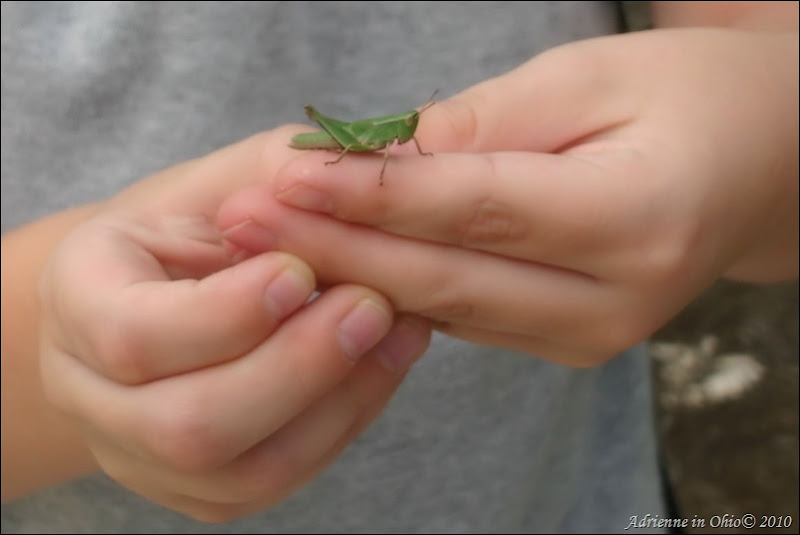 grasshopper in boys hands photo by Adrienne Zwart