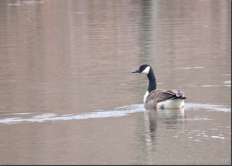 canada goose in a lake