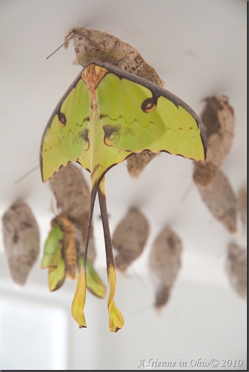 luna moth dries wings