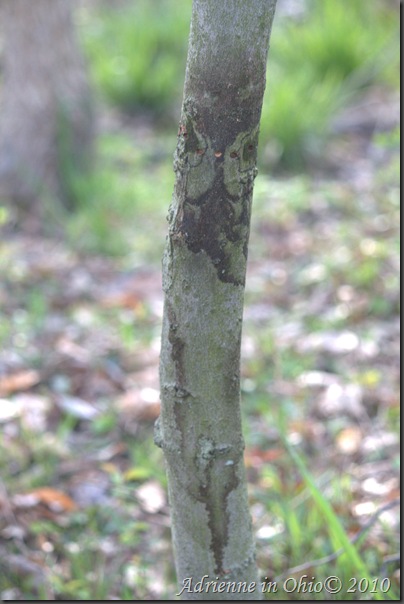 yellow-bellied sapsucker damaged tree