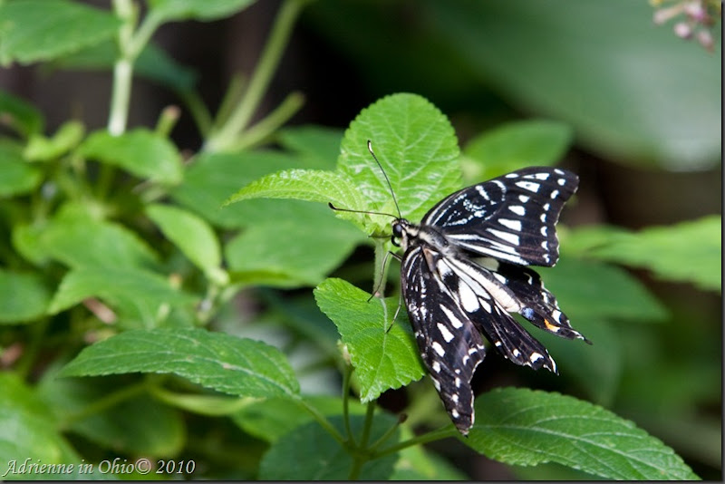 swallowtail butterfly photo by Adrienne Zwart