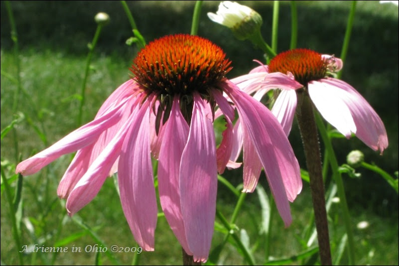 purple coneflower photo by Adrienne in Ohio