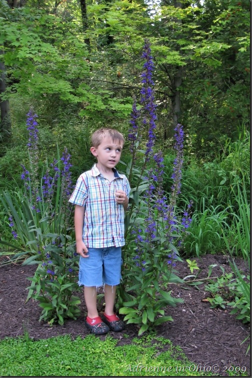 giant lobelia photo by Adrienne in Ohio