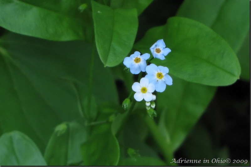 forget-me-not photo by Adrienne Zwart