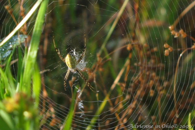 [banded garden spider[6].jpg]