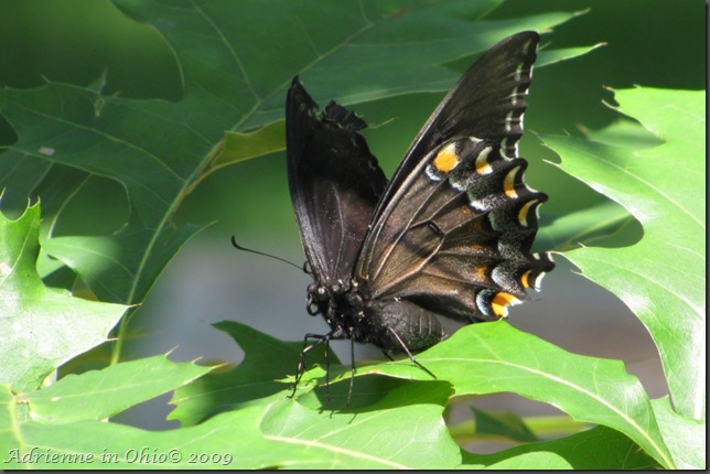 black tiger swallowtail female photo by Adrienne Zwart