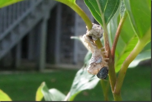 sawlfly larval skin photo by Adrienne Zwart
