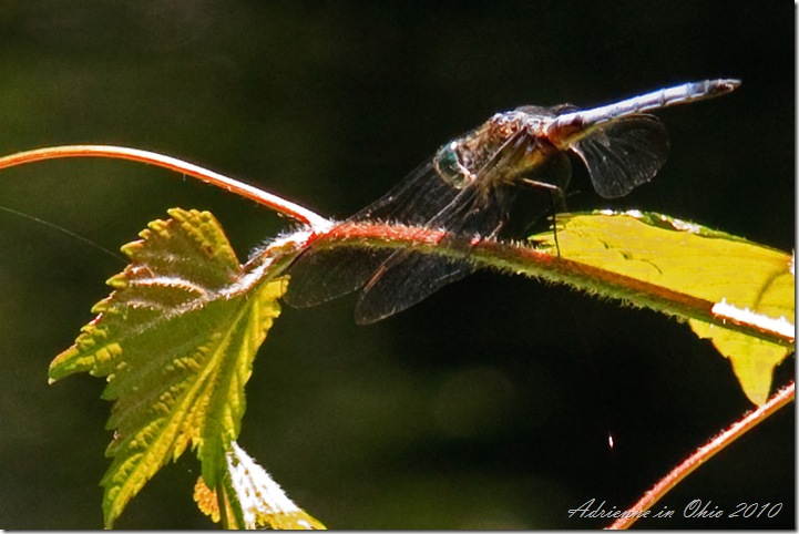 dragonfly on grapevine